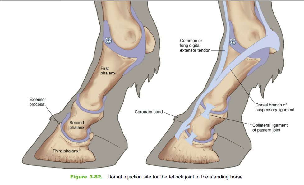 Distal Interphalangeal Joint Horse